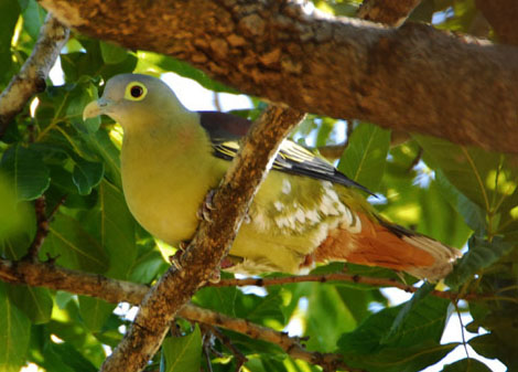 Treron griseicauda
